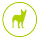 Alimentation canine